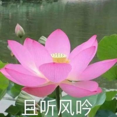 湖南望城：明前茶飘香 茶农采制忙
